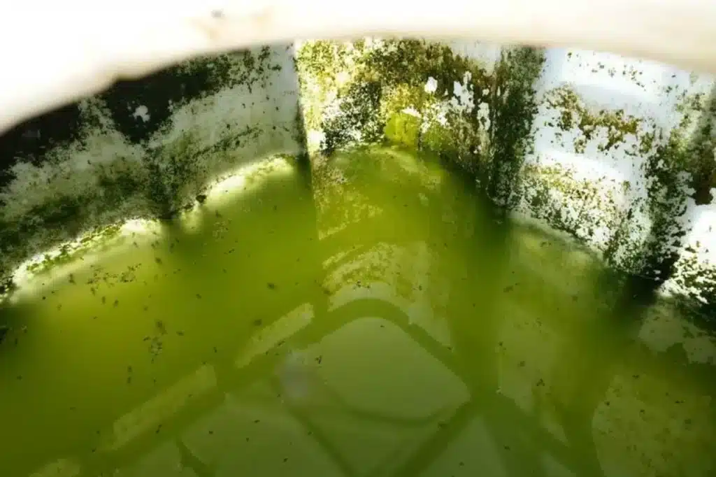 چگونگی از بین بردن جلبک مخزن آب